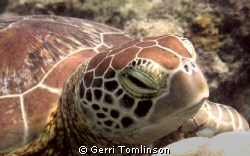 Fihalhohi, Nov 2008.

Watching you watching me.... by Gerri Tomlinson 